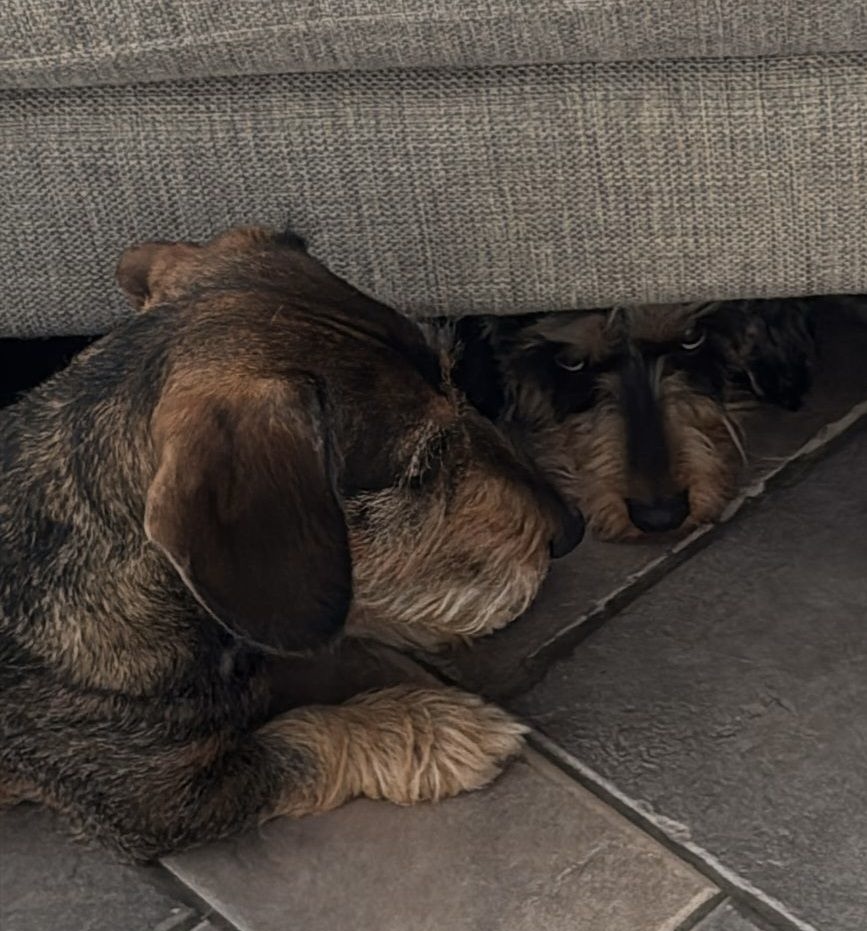 Lara, ei niitä pentuja näin saada tehtyä!