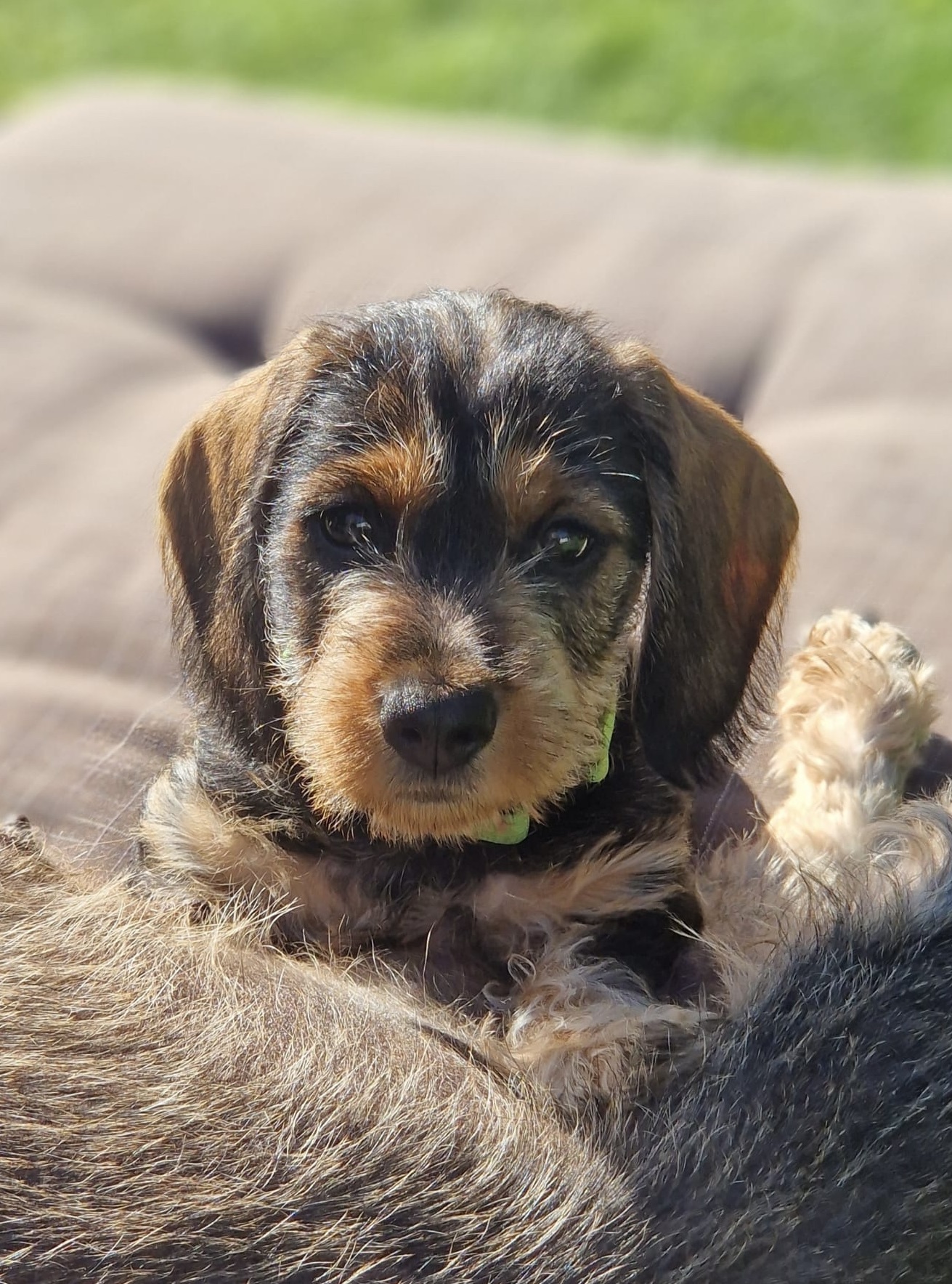 Brownie (Alexandra), eli Armi