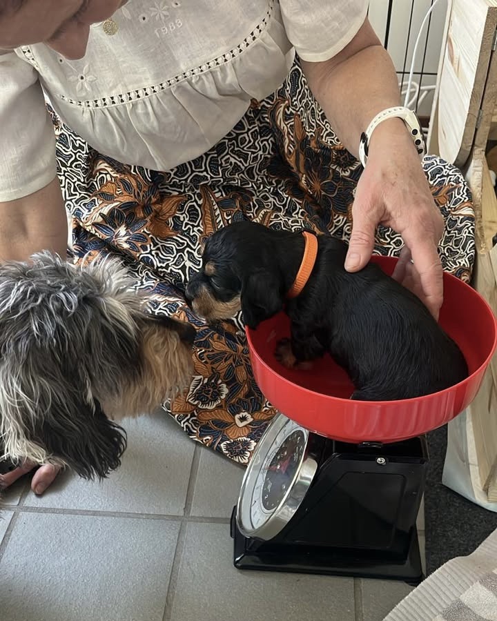 Minni punnituksessa, Lara vahtii!